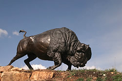Tatanka: Story of the Bison