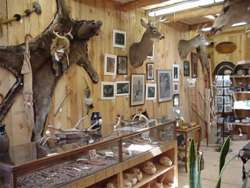 Claw, Antler & Hide Co.